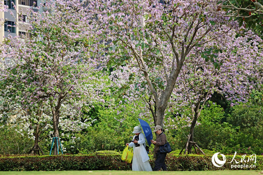 廈門南湖公園中，宮粉羊蹄甲花開成海。人民網(wǎng)記者 陳博攝