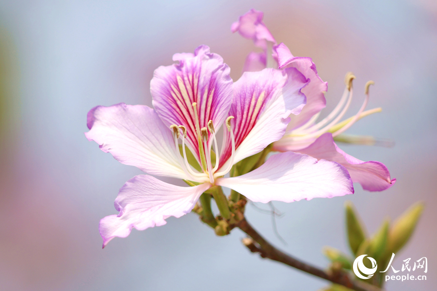 在枝頭綻放的宮粉羊蹄甲花朵。人民網(wǎng)記者 陳博攝