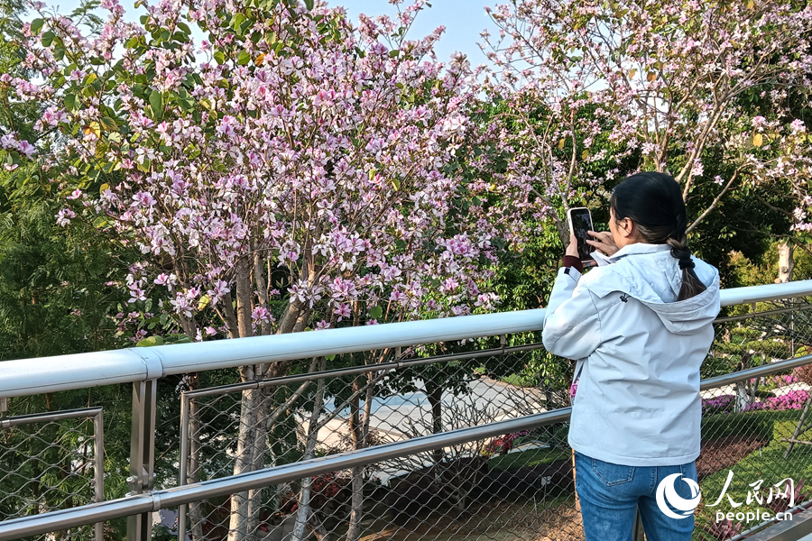 廈門山海健康步道上，游人用手機(jī)拍攝花景。人民網(wǎng)記者 陳博攝