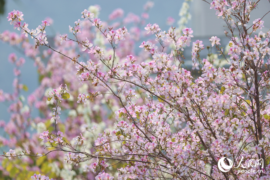 廈門興隆路粉白花朵隨風(fēng)搖曳生姿。人民網(wǎng)記者 陳博攝