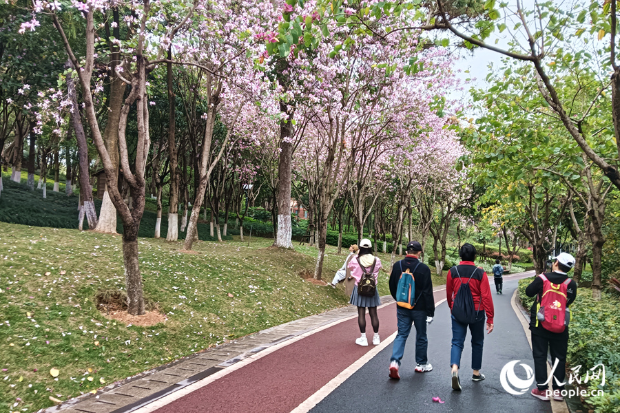 廈門虎頭山公園中，滿樹繁花的羊蹄甲扮靚山林。人民網(wǎng)記者 陳博攝