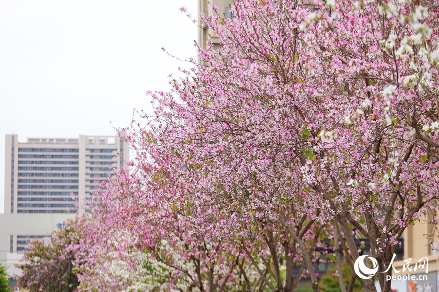 羊蹄甲滿樹粉花遮望眼。人民網(wǎng)記者 陳博攝
