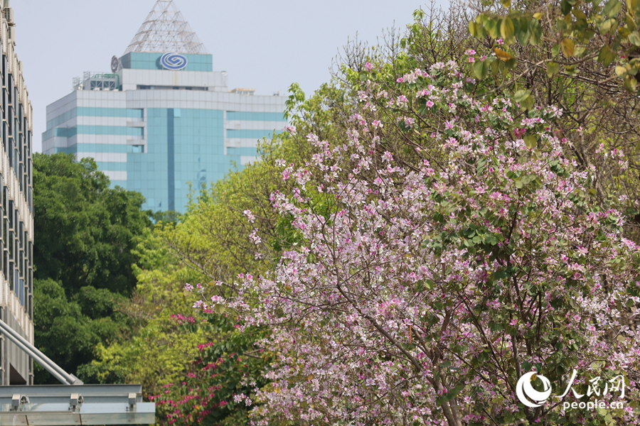 廈門湖濱北路羊蹄甲盛開。人民網(wǎng)記者 陳博攝