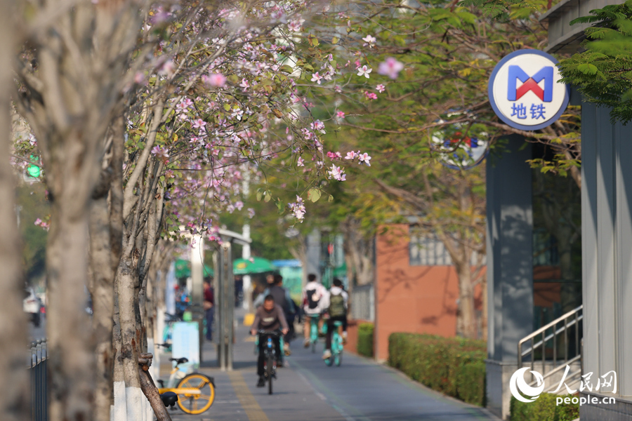 廈門筼筜湖畔，宮粉羊蹄甲競(jìng)相綻放。人民網(wǎng)記者 陳博攝