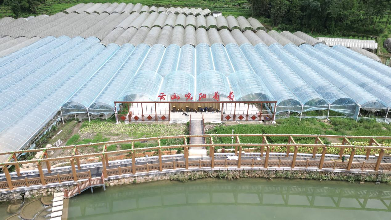 福安曉陽鎮(zhèn)葡萄示范園。福安市水利局供圖