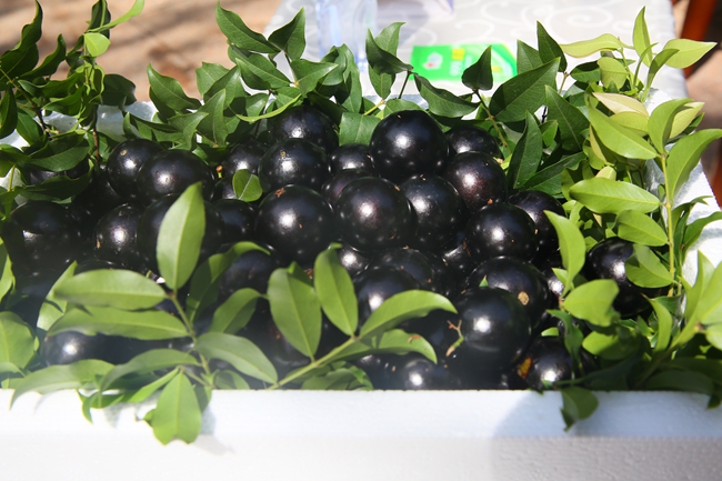 樹(shù)葡萄精品果王