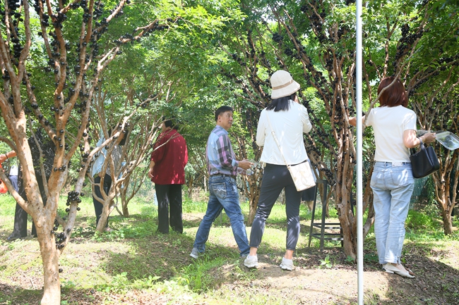 游客采摘樹(shù)葡萄