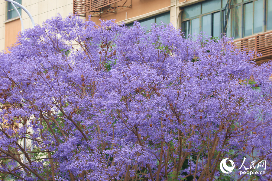 初夏，廈門藍花楹如期綻放。人民網(wǎng)記者 陳博攝