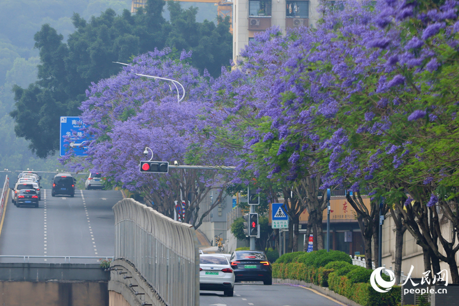 細雨中的藍花楹如紫霧彌漫。人民網(wǎng)記者 陳博攝