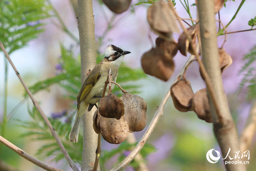 藍花楹花開引得鳥雀流連。人民網(wǎng)記者 陳博攝