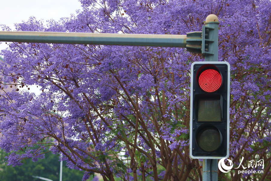 藍花楹開花如夢似幻，美不勝收。人民網(wǎng)記者 陳博攝
