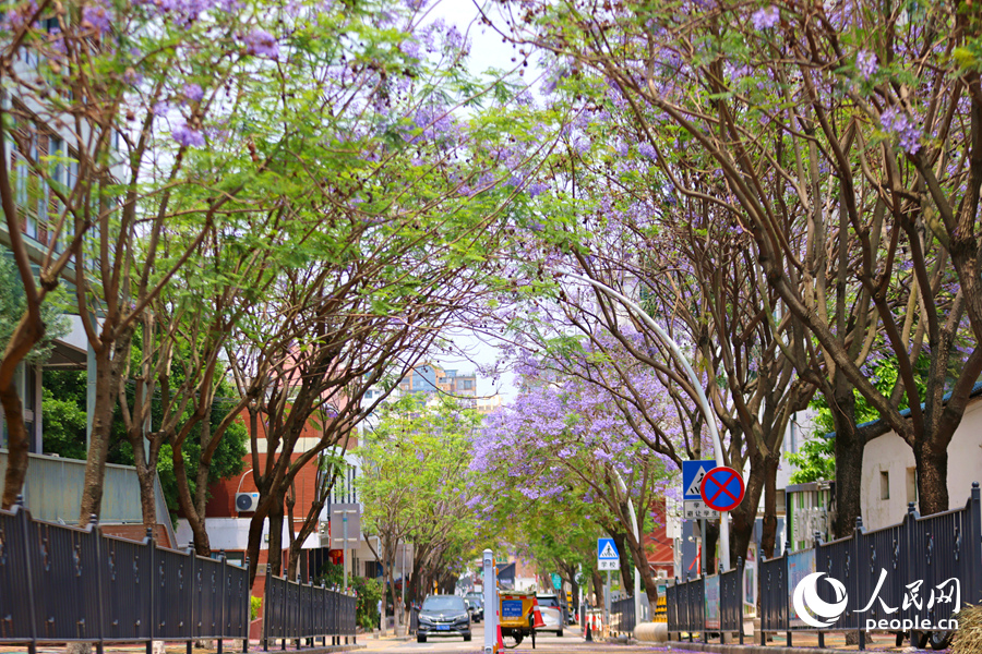 廈門龍山南路藍花楹夾道綻放。人民網(wǎng)記者 陳博攝