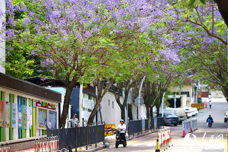 藍花楹花朵盛開扮靚廈門的街頭巷尾。人民網(wǎng)記者 陳博攝