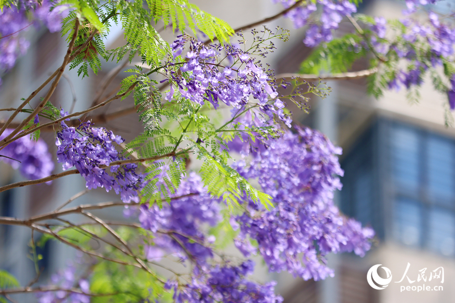 一串串藍紫色花朵綴滿枝頭。人民網(wǎng)記者 陳博攝