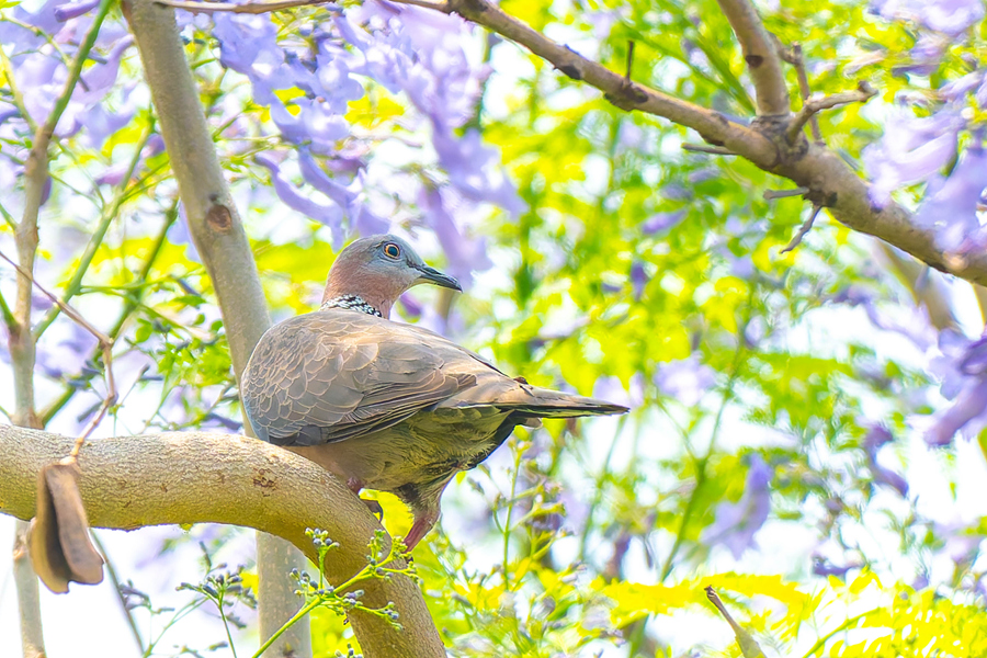 在廈門虎頭山公園，鳥兒在藍花楹枝頭停留。陳婧怡攝