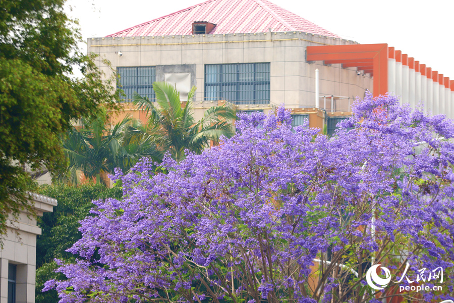 盛開的花朵將樹冠染成浪漫的藍紫色。人民網(wǎng)記者 陳博攝