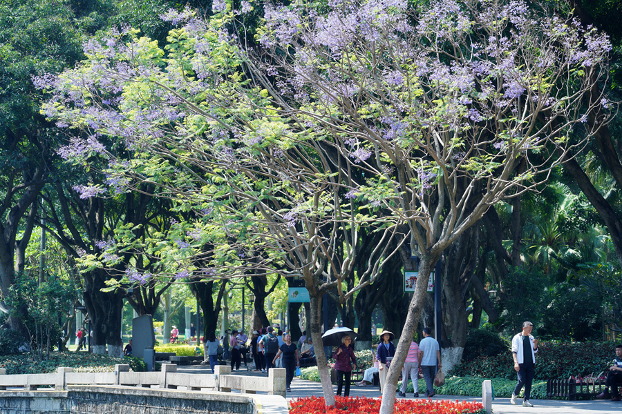 在廈門中山公園，市民游客在藍花楹樹下漫步。羅秀玉攝