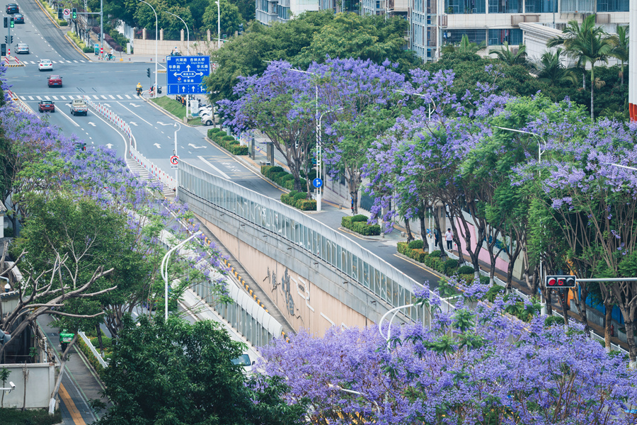 盛花期的藍花楹開滿整條街道。陳超攝