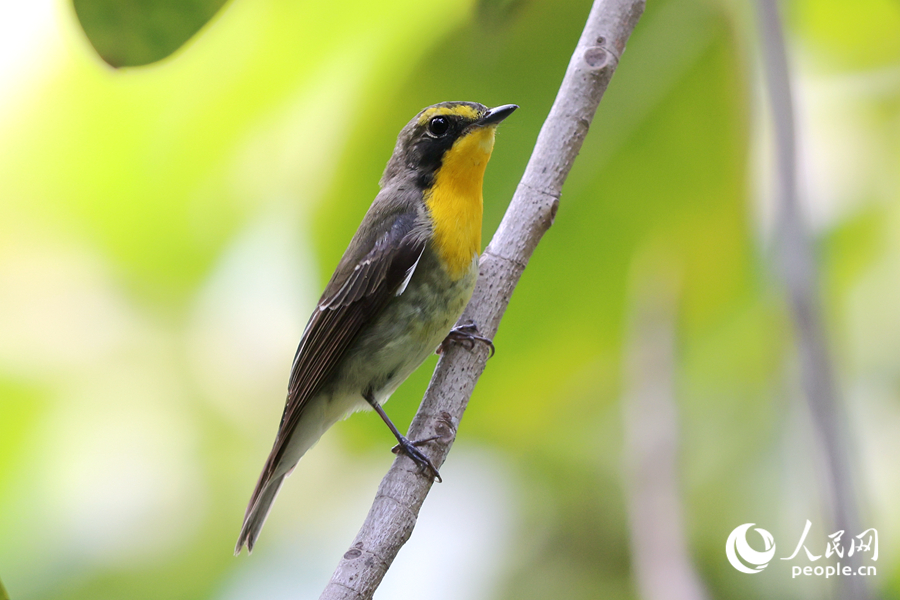 跨海而來的琉球姬鹟是廈門的“稀客”。人民網(wǎng)記者 陳博攝