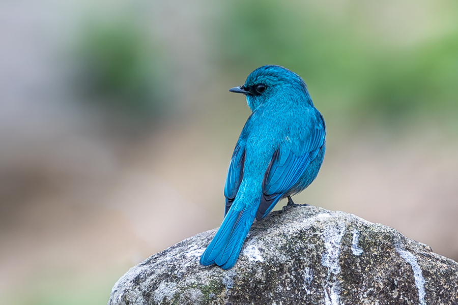 廈門集美田頭的銅藍鹟猶如藍寶石一般光彩奪目。張?zhí)壹t攝