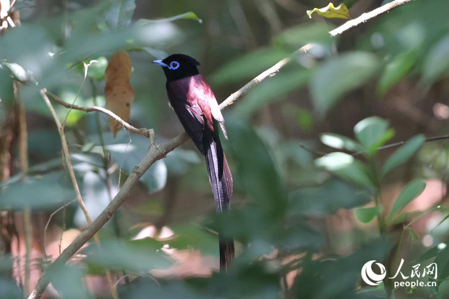 身披一襲紫衣的紫壽帶鳥深受觀鳥愛好者青睞。人民網(wǎng)記者 陳博攝