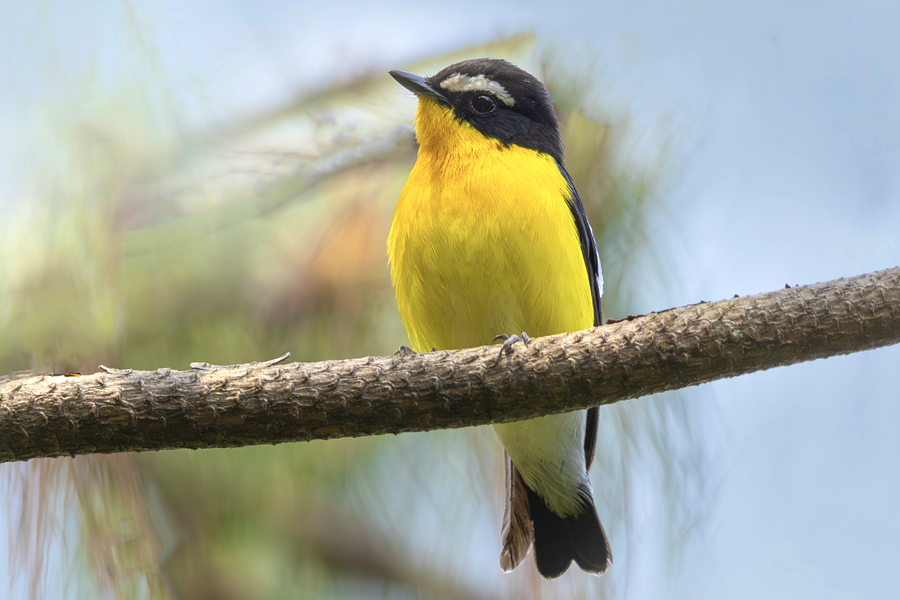 可愛俏皮的白眉姬鹟。廖昕攝