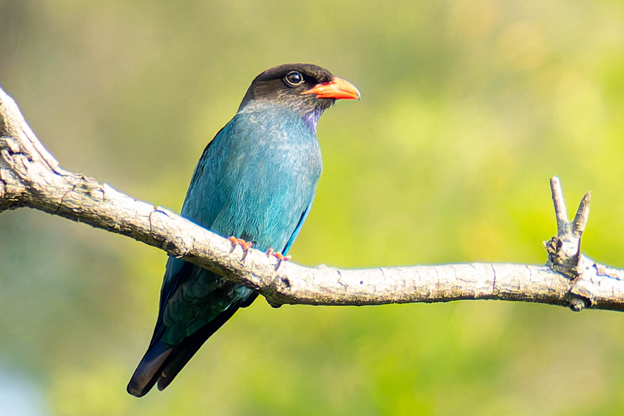 三寶鳥在廈門山海健康步道沿線的綠樹枝頭眺望。陳婧怡攝