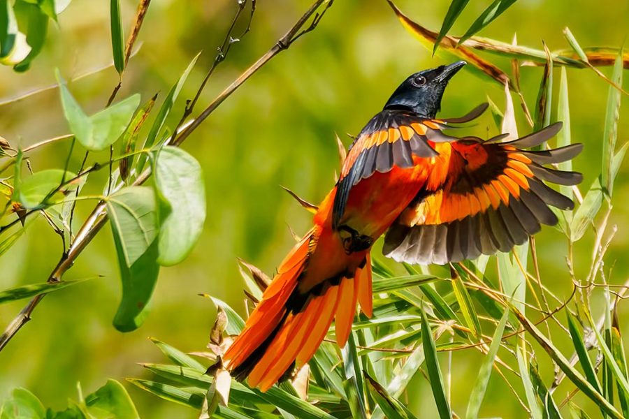 在廈門環(huán)島路一帶，赤紅山椒鳥在枝頭展翅。曾一超攝
