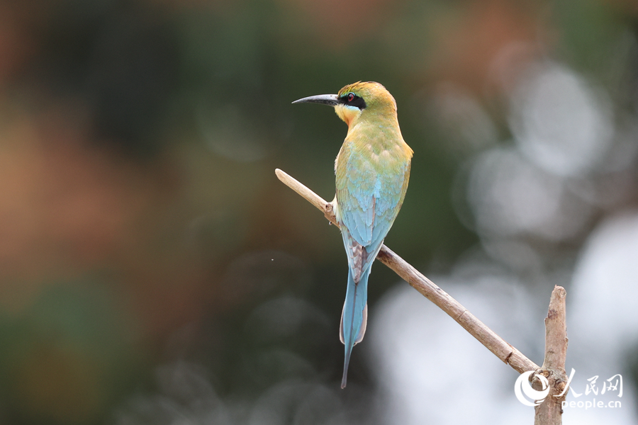 在廈門五緣灣濕地公園，“中國最美鳥兒”栗喉蜂虎已抵達。人民網(wǎng)記者 陳博攝