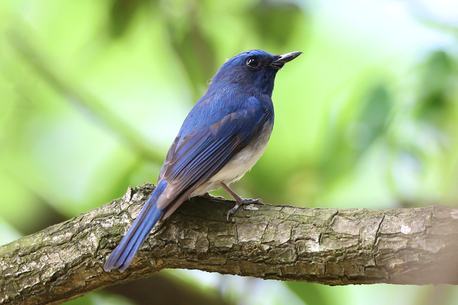 色彩艷麗的海南藍仙鹟。廖昕攝