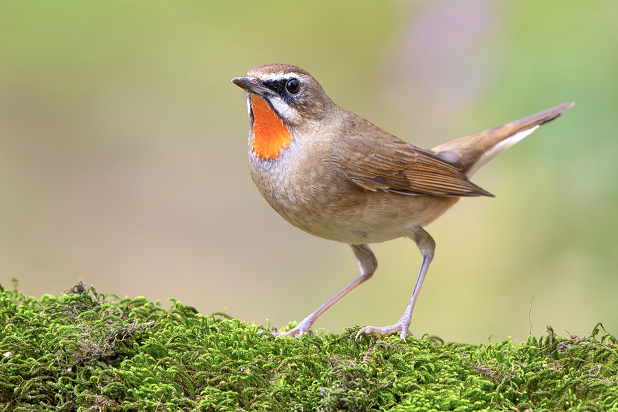 嗓音美妙動聽的紅喉歌鴝。廖昕攝