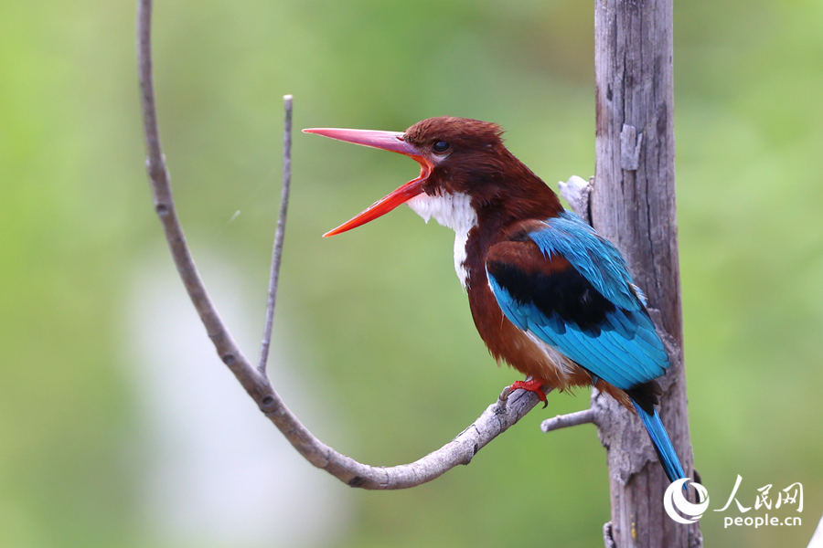 白胸翡翠在廈門東山水庫臨水枝頭高歌。人民網(wǎng)記者 陳博攝