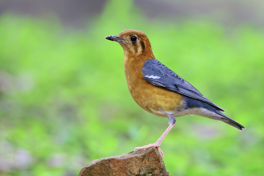 美麗的橙頭地鶇成為廈門天竺山森林公園的顏值擔當。廖昕攝