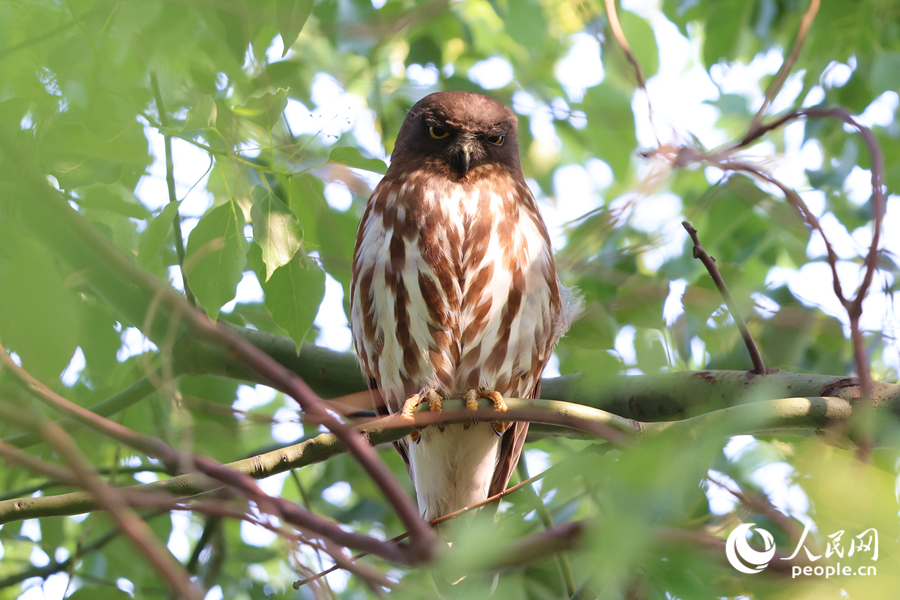 北鷹鸮在廈門虎頭山公園的高枝上休息。人民網(wǎng)記者 陳博攝