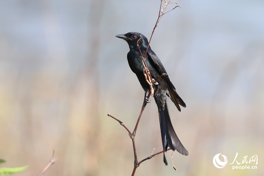 在廈門東山水庫岸邊覓食的黑卷尾。人民網(wǎng)記者 陳博攝