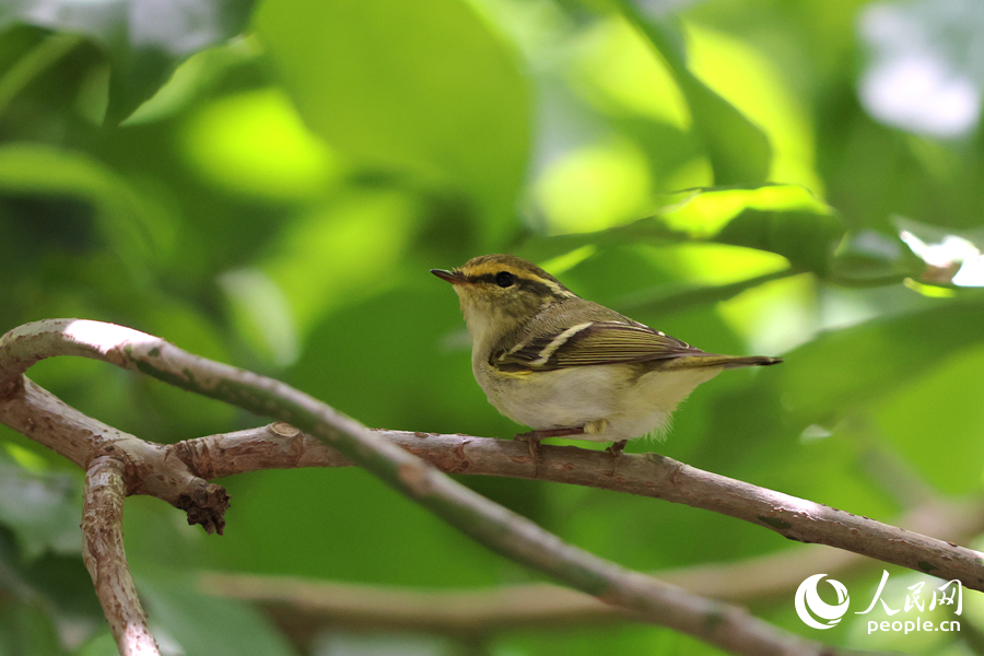 在廈門中山公園，黃腰柳鶯在枝頭歡蹦亂跳。人民網(wǎng)記者 陳博攝