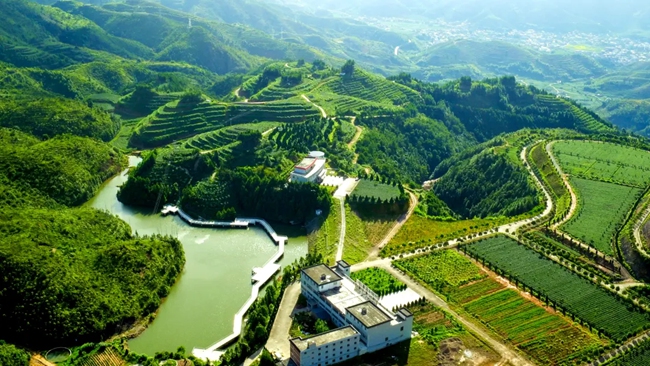 安溪茶山，梯田層層
