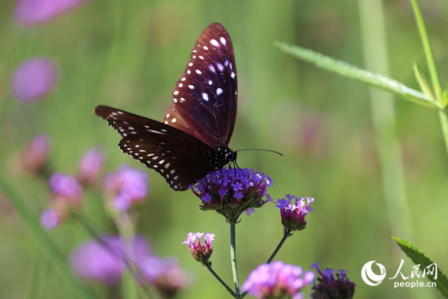蝴蝶在馬鞭草花穗上停留。人民網(wǎng)記者 陳博攝