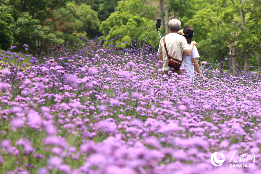 游客在馬鞭草花海中拍照。人民網(wǎng)記者 陳博攝