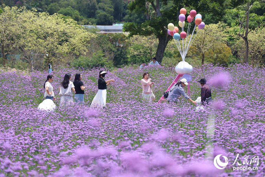 馬鞭草花海中游人如織。人民網(wǎng)記者 陳博攝