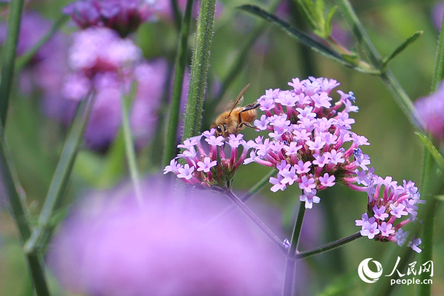 蜜蜂在馬鞭草花海中采蜜。人民網(wǎng)記者 陳博攝