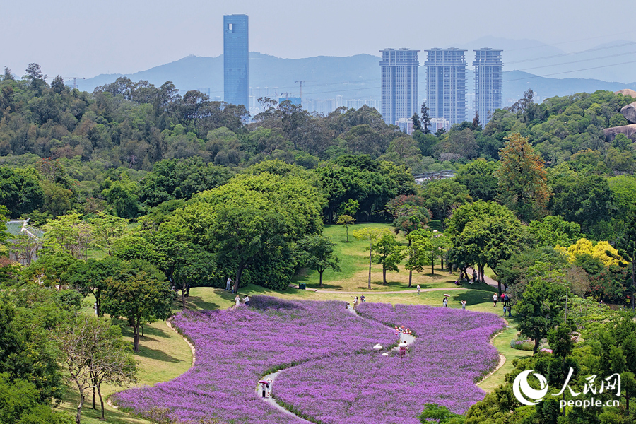 馬鞭草花海為四季常青的山谷鋪上一層紫色花毯。人民網(wǎng)記者 陳博攝