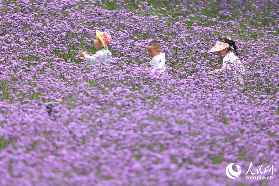 孩童在馬鞭草花海小徑上奔跑。人民網(wǎng)記者 陳博攝