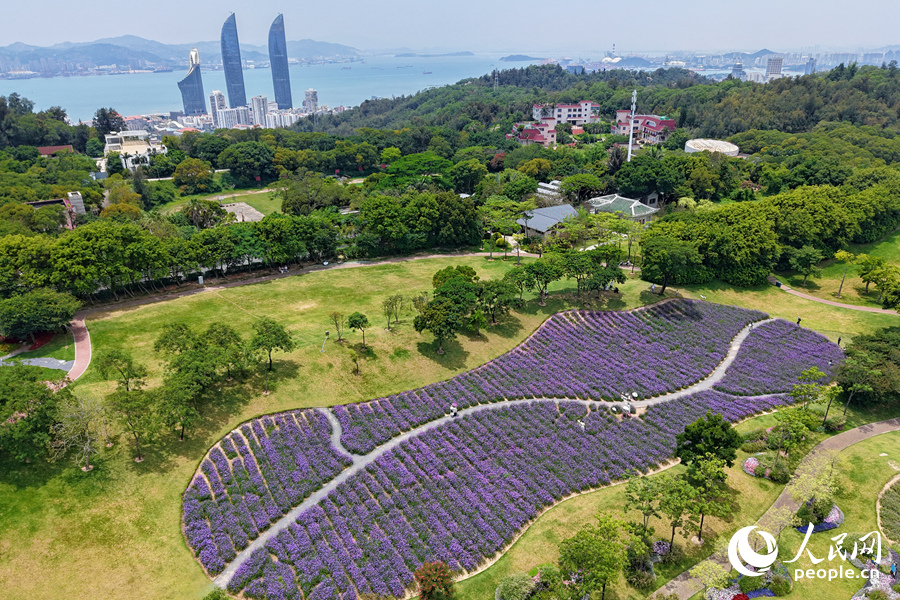 美麗動人的馬鞭草花海。人民網(wǎng)記者 陳博攝