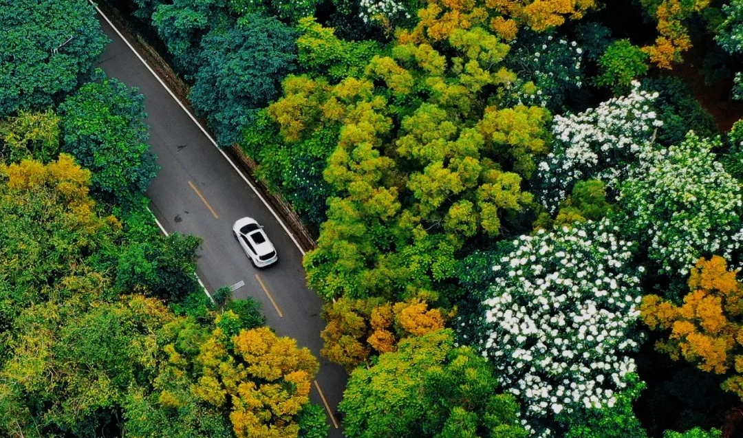 木油桐花開，空中飄下“五月雪”