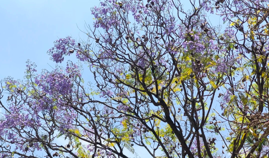 來，查收福州的一“紫”情書