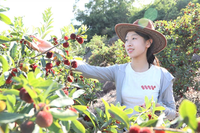 采摘楊梅。漳州開(kāi)發(fā)區(qū)供圖