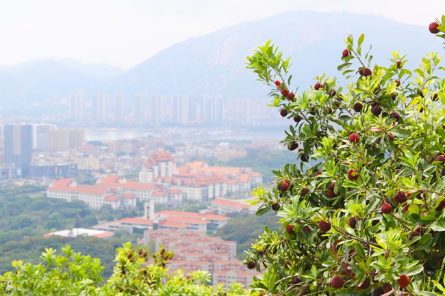 綴滿枝頭的楊梅與遠(yuǎn)處的廈門大學(xué)漳州校區(qū)相映。漳州開發(fā)區(qū)供圖