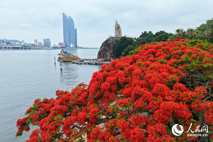 廈門鼓浪嶼鄭成功雕像旁的鳳凰木花開絢爛。人民網(wǎng)記者 陳博攝