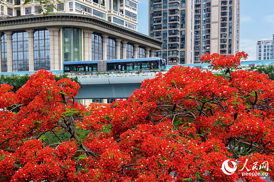 廈門廈禾路旁，BRT客車穿過橙紅色花海。人民網(wǎng)記者 陳博攝